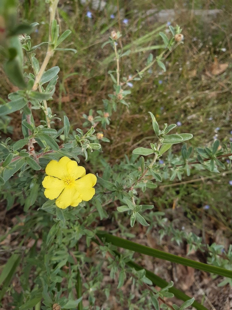 Hibbertia kaputarensis photo 6