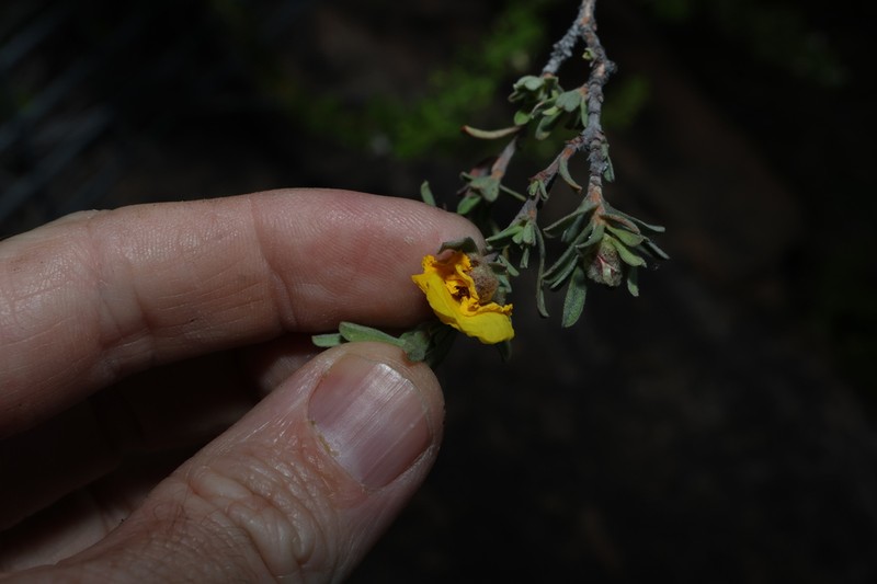 Hibbertia kaputarensis photo 7
