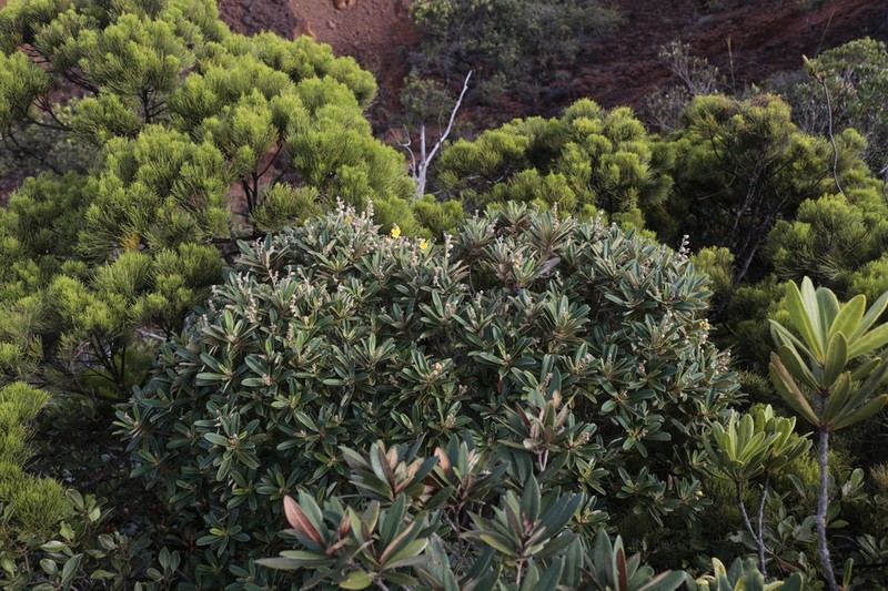Hibbertia lanceolata