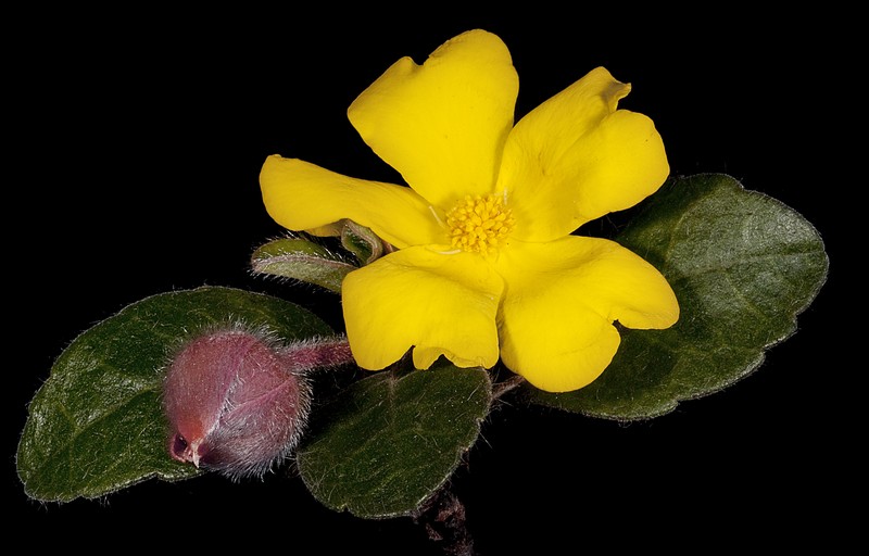 Hibbertia lasiopus