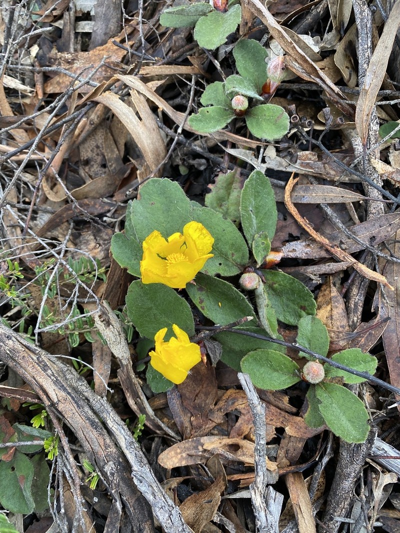 Hibbertia lasiopus photo 2