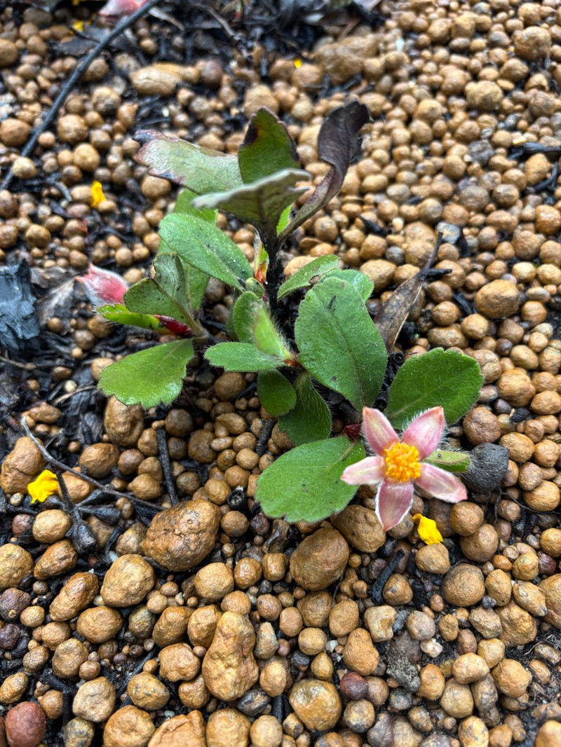 Hibbertia lasiopus photo 3