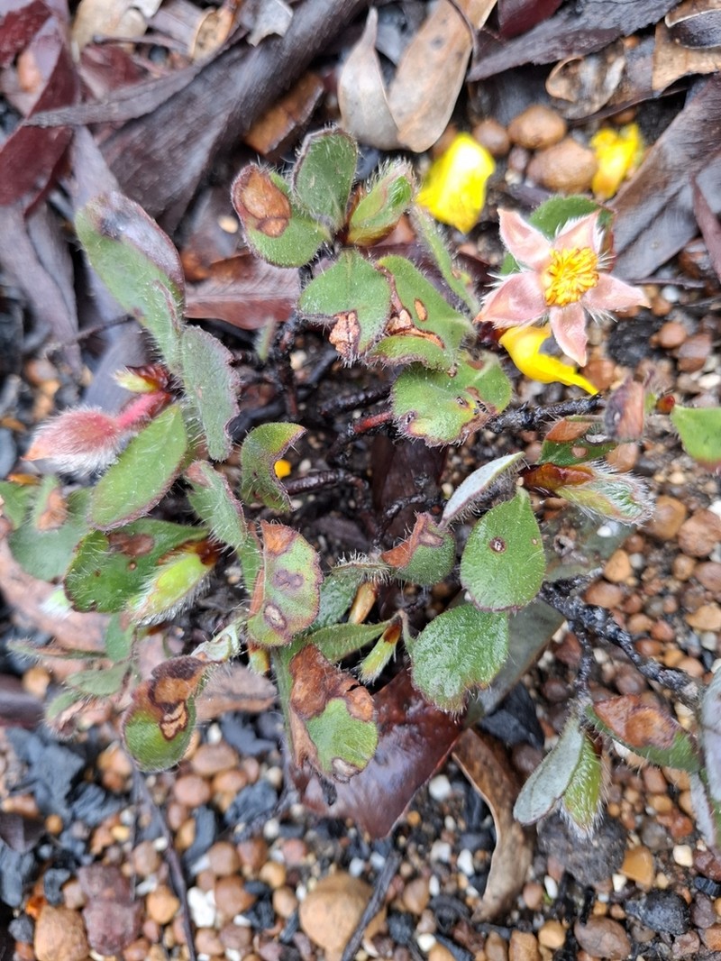 Hibbertia lasiopus photo 4
