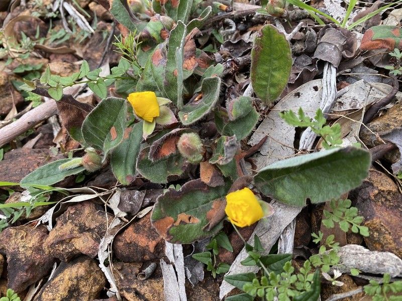 Hibbertia lasiopus photo 5