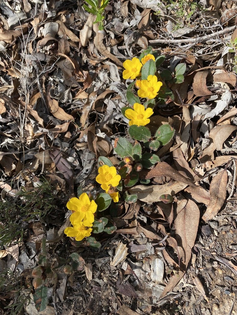 Hibbertia lasiopus photo 6