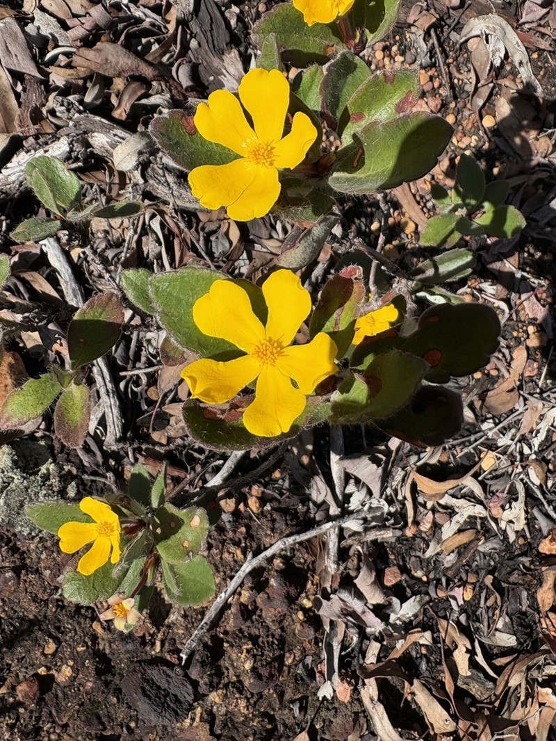 Hibbertia lasiopus photo 7