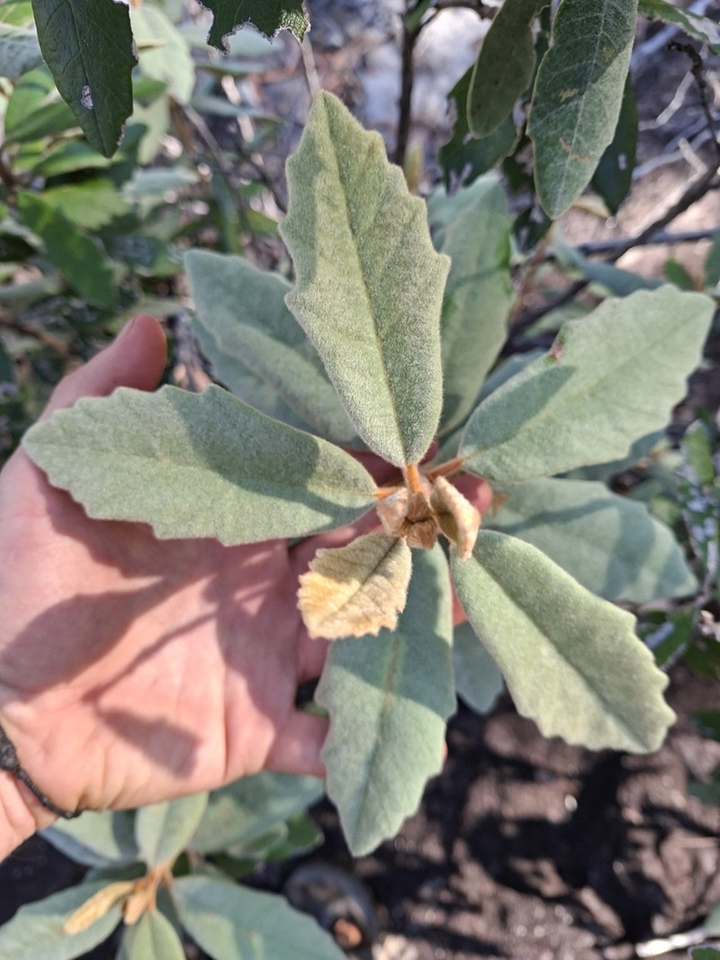 Hibbertia laurana