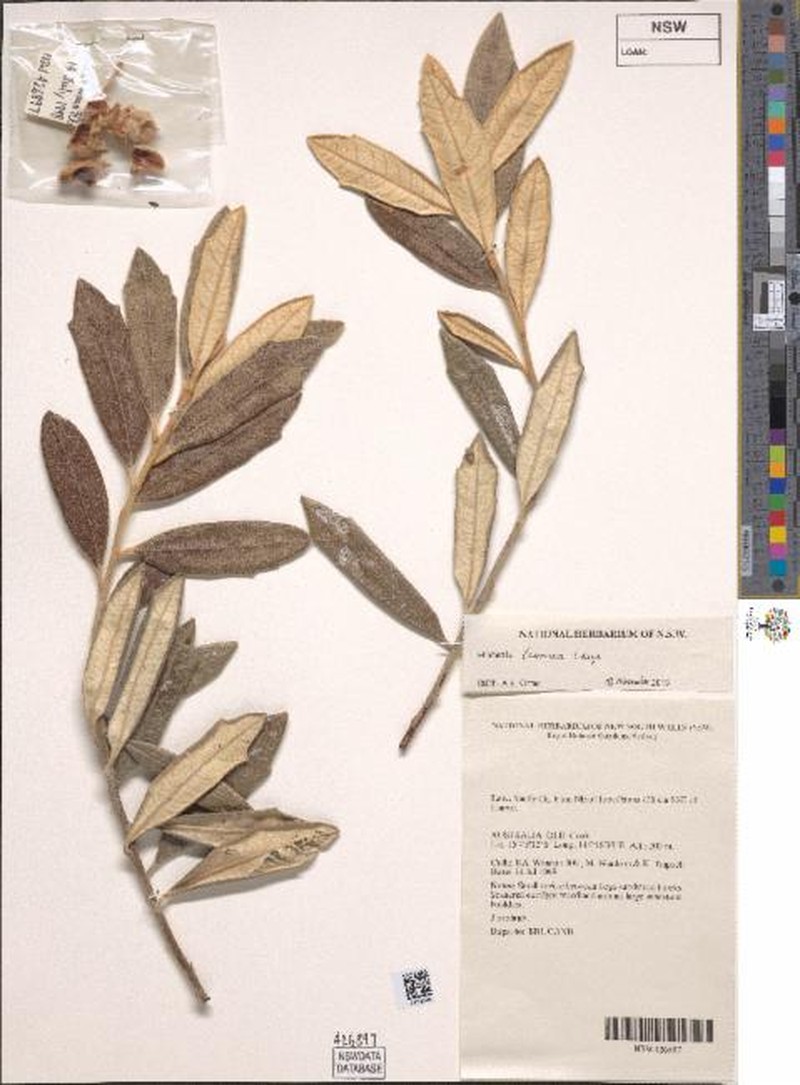 Hibbertia laurana photo 2