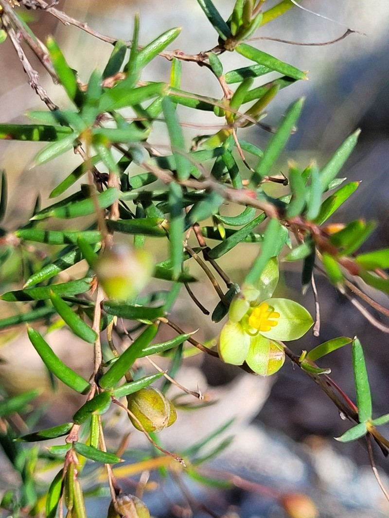 Hibbertia leiocarpa photo 2