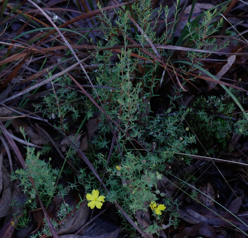 Hibbertia leiocarpa photo 3