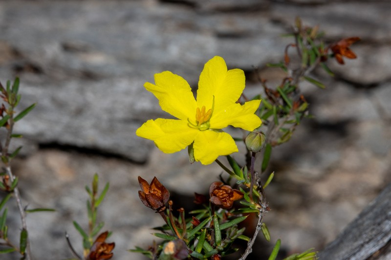 Hibbertia leiocarpa photo 4