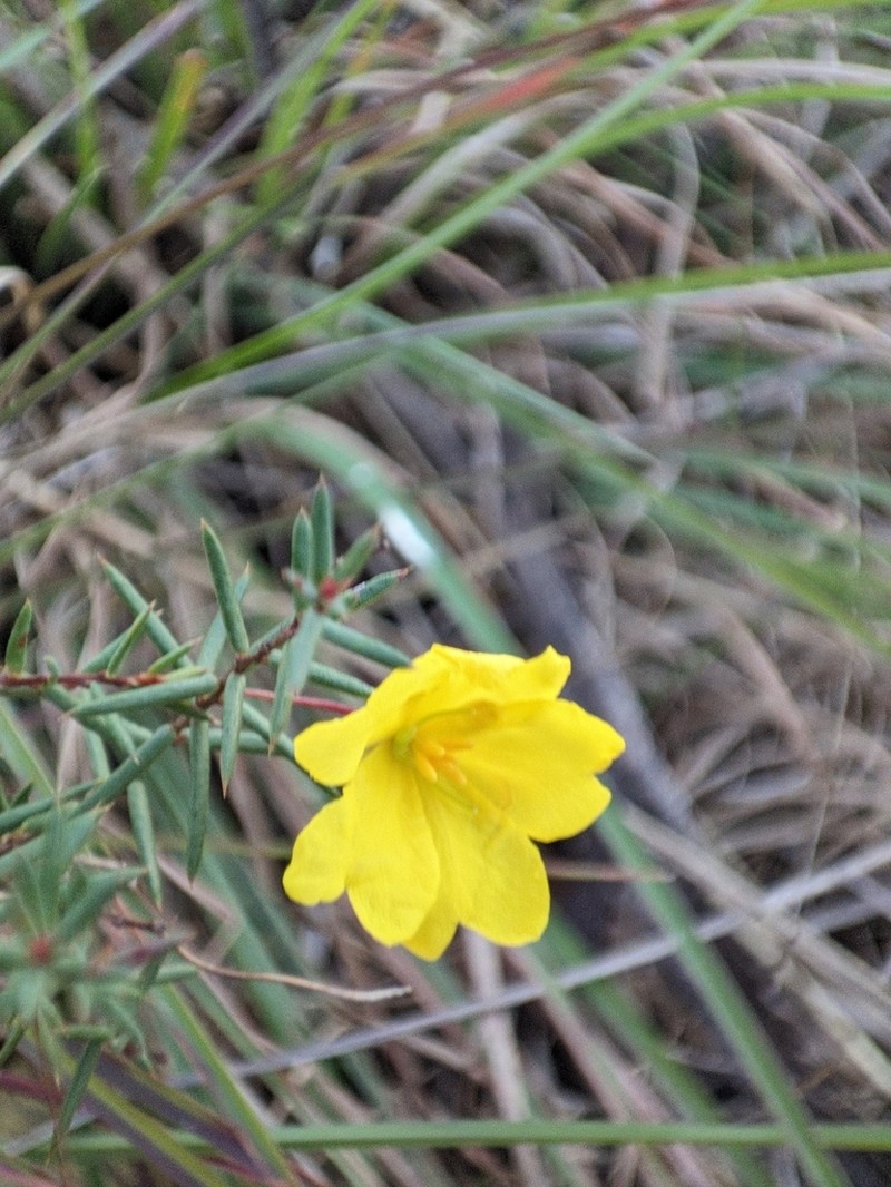 Hibbertia leiocarpa photo 5