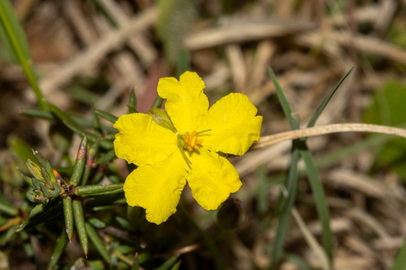 Hibbertia leiocarpa