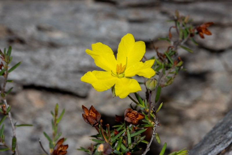 Hibbertia leiocarpa photo 8