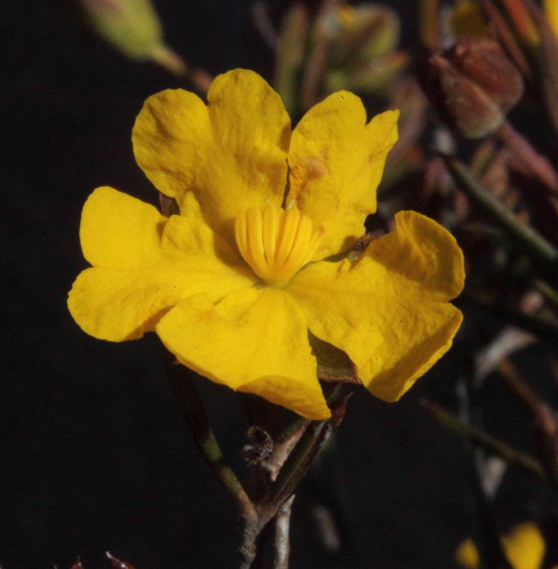 Hibbertia lepidocalyx photo 4