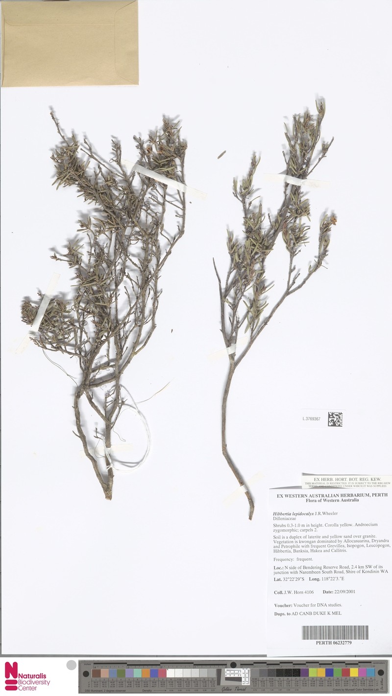 Hibbertia lepidocalyx photo 5