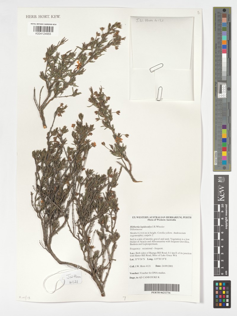 Hibbertia lepidocalyx photo 6