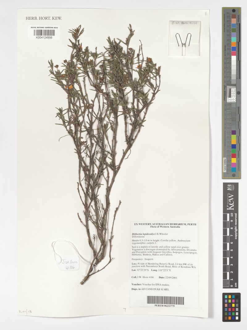Hibbertia lepidocalyx subsp. lepidocalyx photo 3