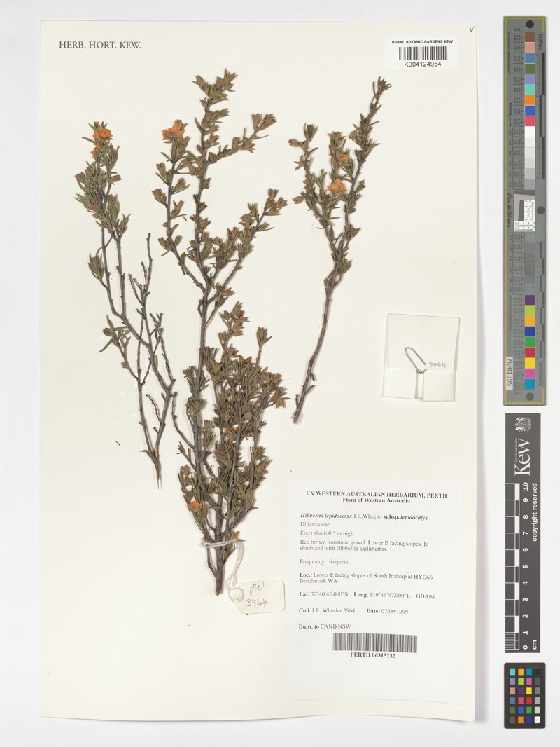 Hibbertia lepidocalyx subsp. lepidocalyx photo 4