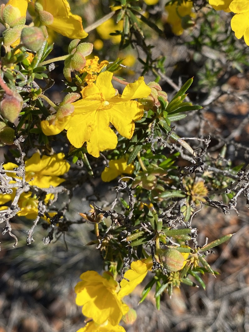 Hibbertia lepidocalyx subsp. tuberculata