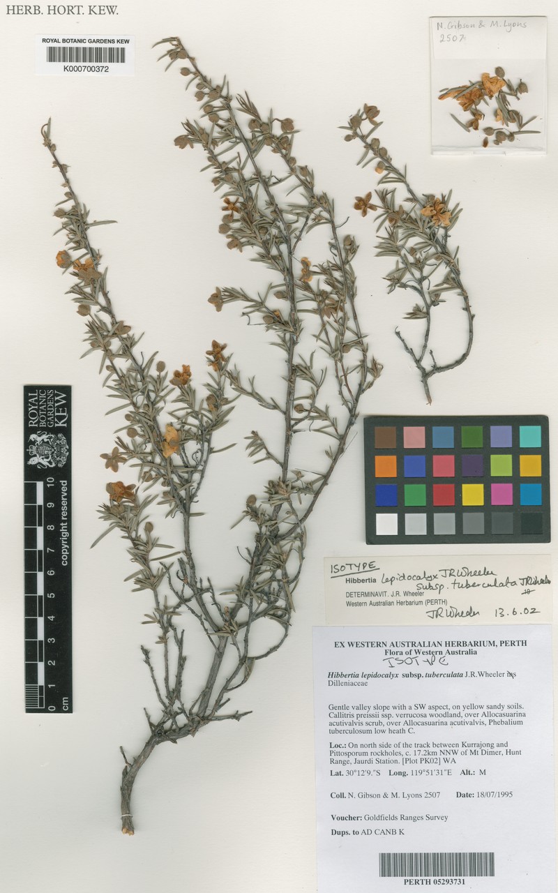 Hibbertia lepidocalyx subsp. tuberculata photo 2
