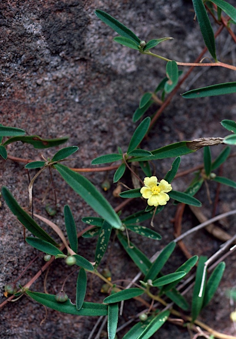 Hibbertia lepidota