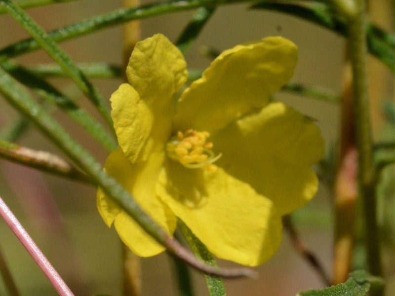 Hibbertia lepidota photo 2