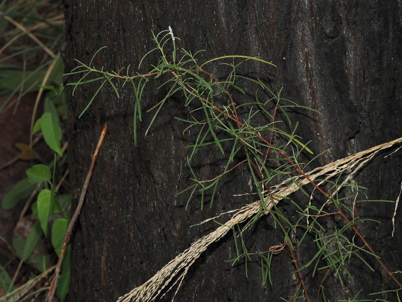 Hibbertia lepidota photo 3