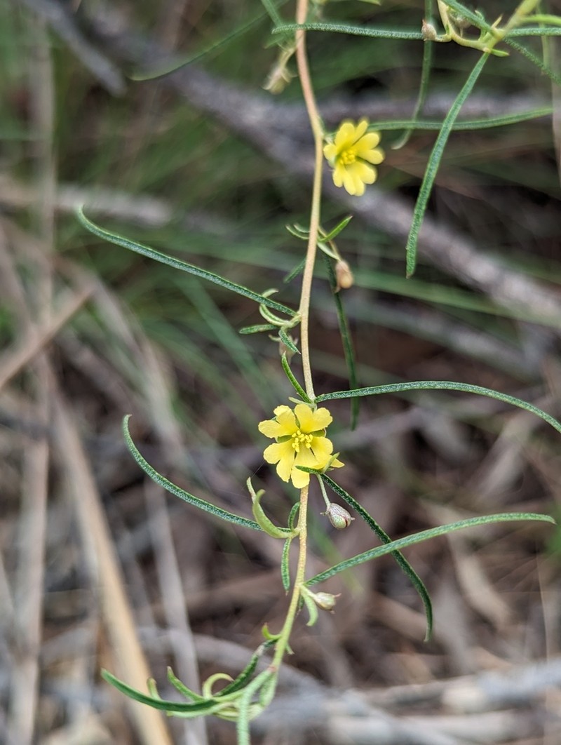 Hibbertia lepidota photo 4