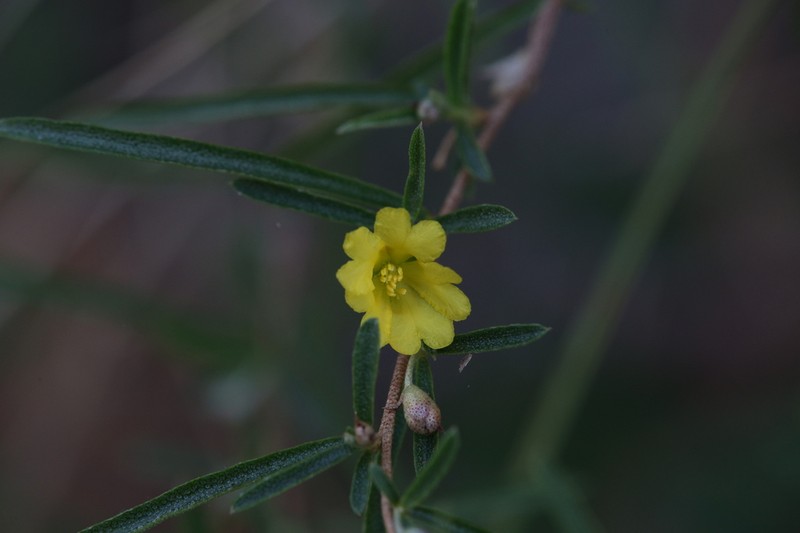 Hibbertia lepidota photo 5