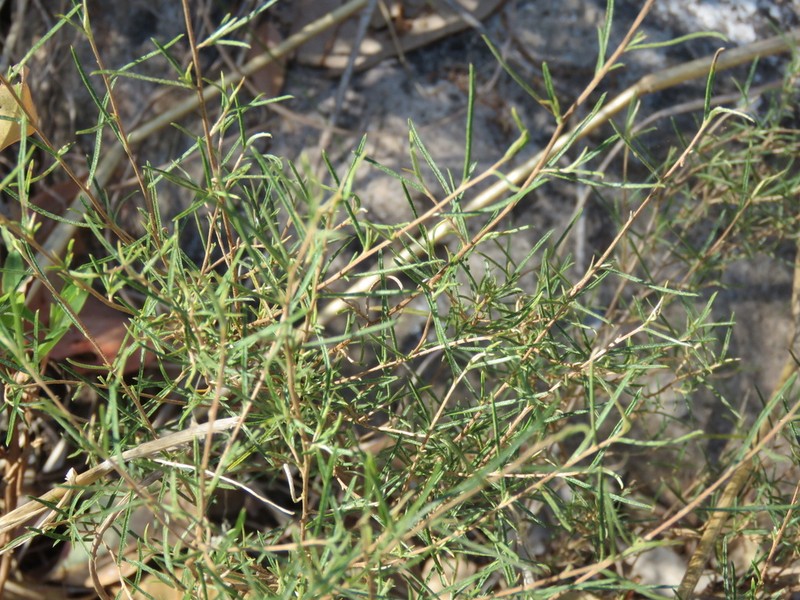 Hibbertia lepidota photo 6