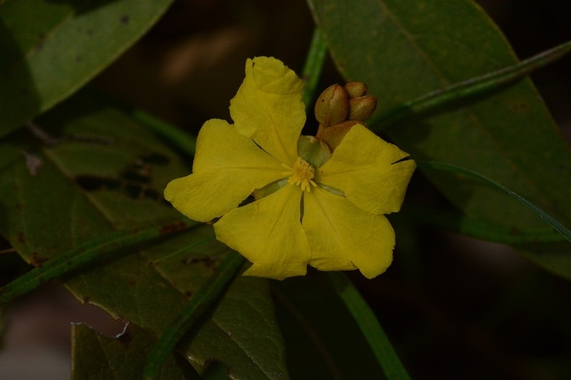 Hibbertia lepidota photo 7