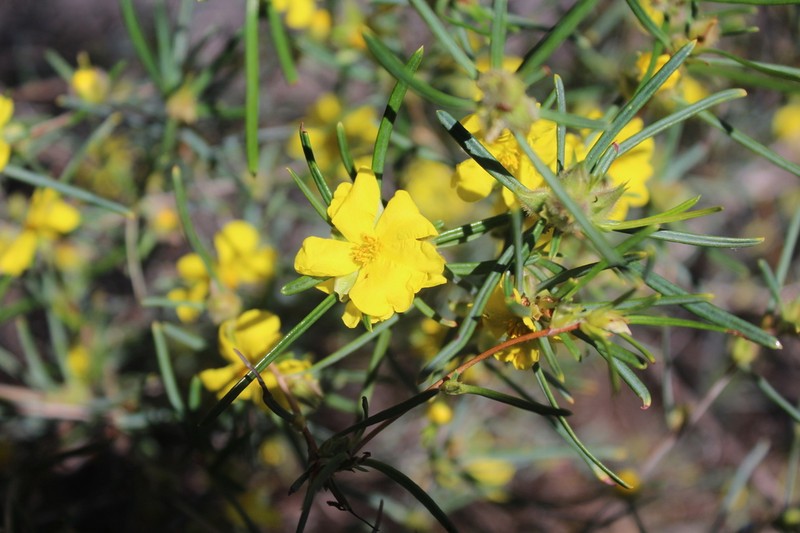Hibbertia leptophylla photo 2