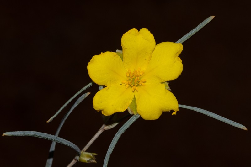 Hibbertia leptophylla photo 3
