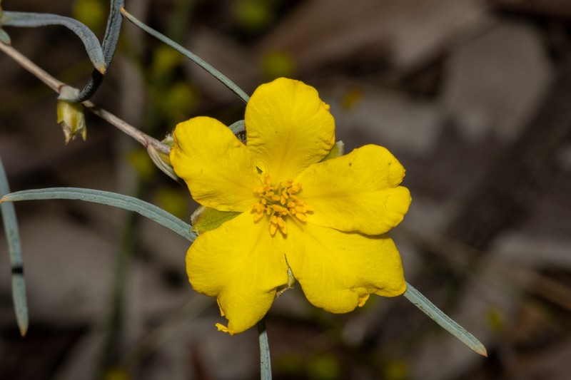 Hibbertia leptophylla