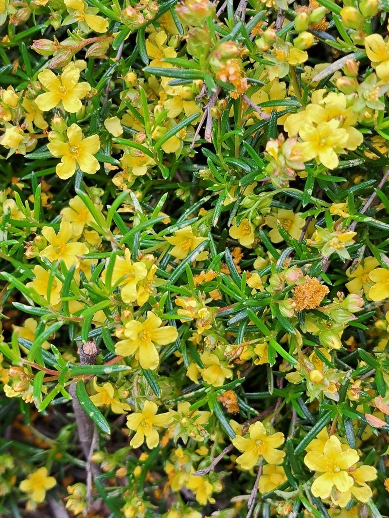Hibbertia leptotheca
