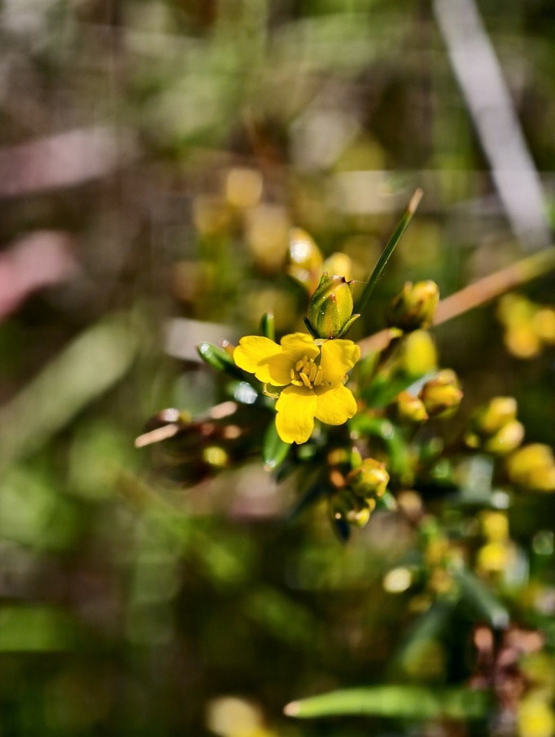 Hibbertia leptotheca photo 2
