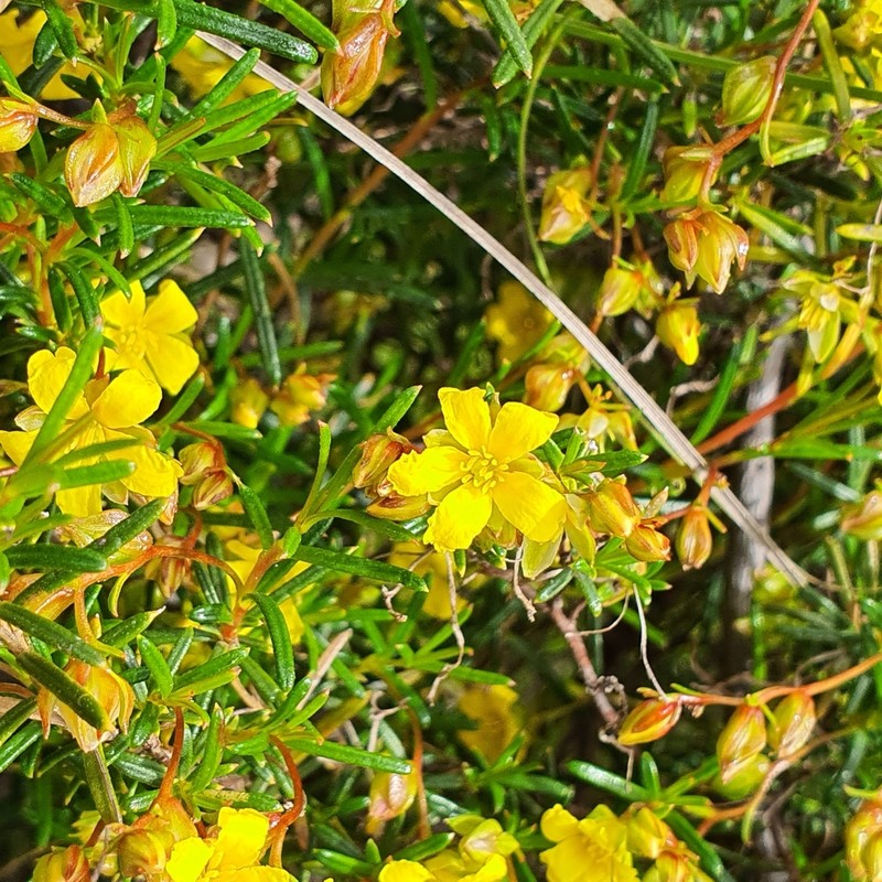 Hibbertia leptotheca photo 3