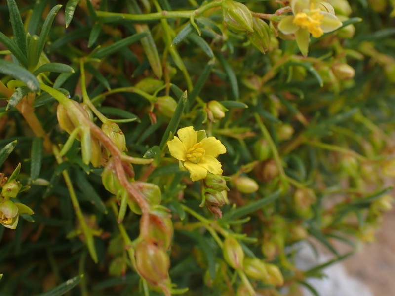 Hibbertia leptotheca photo 4