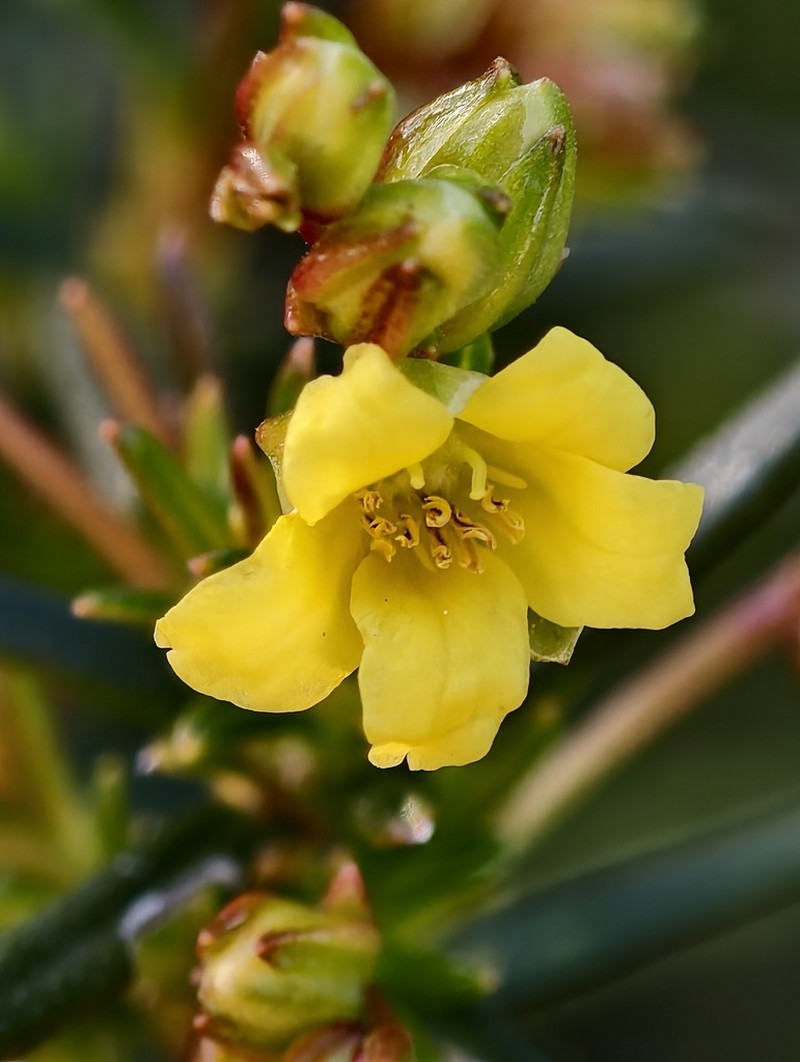 Hibbertia leptotheca photo 5
