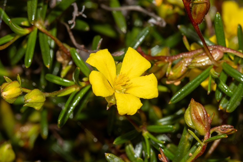 Hibbertia leptotheca photo 6