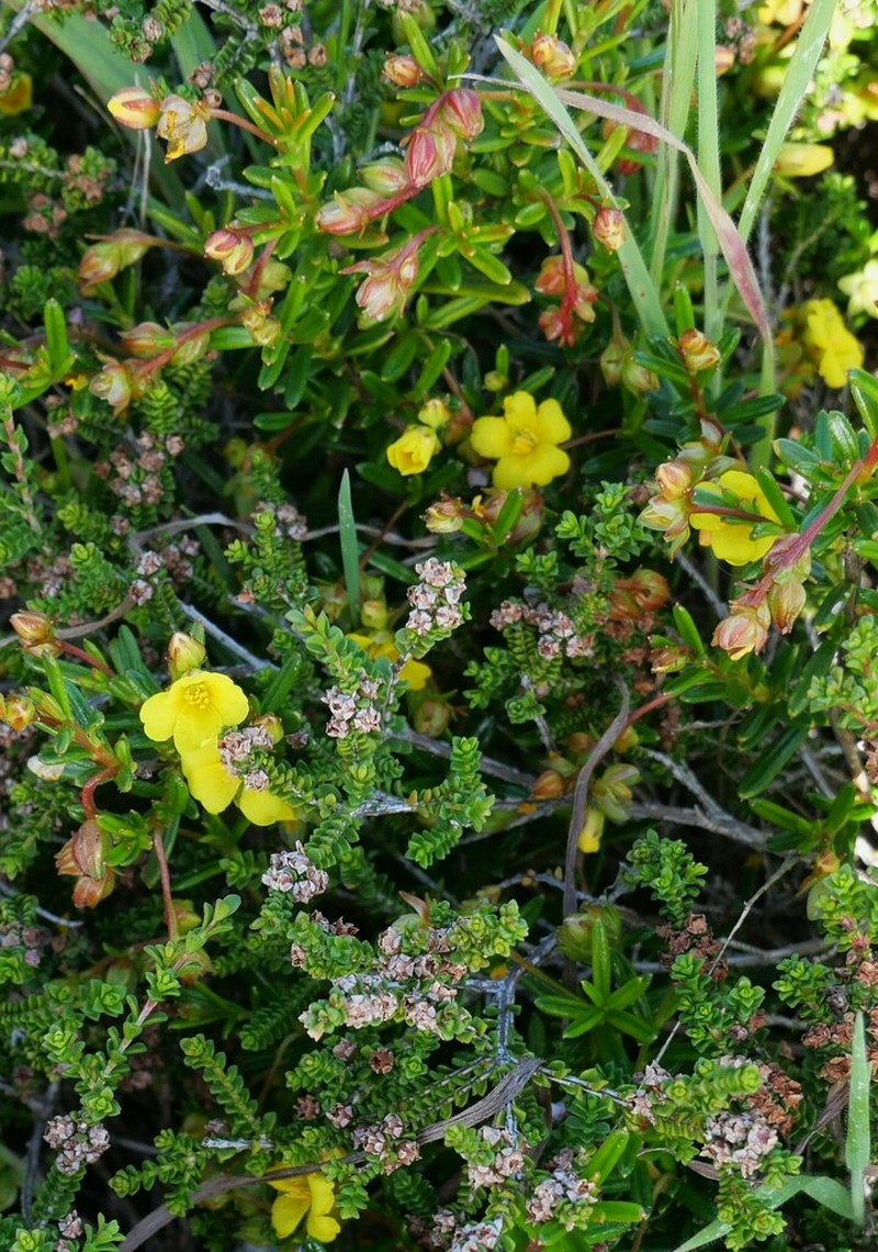 Hibbertia leptotheca photo 7