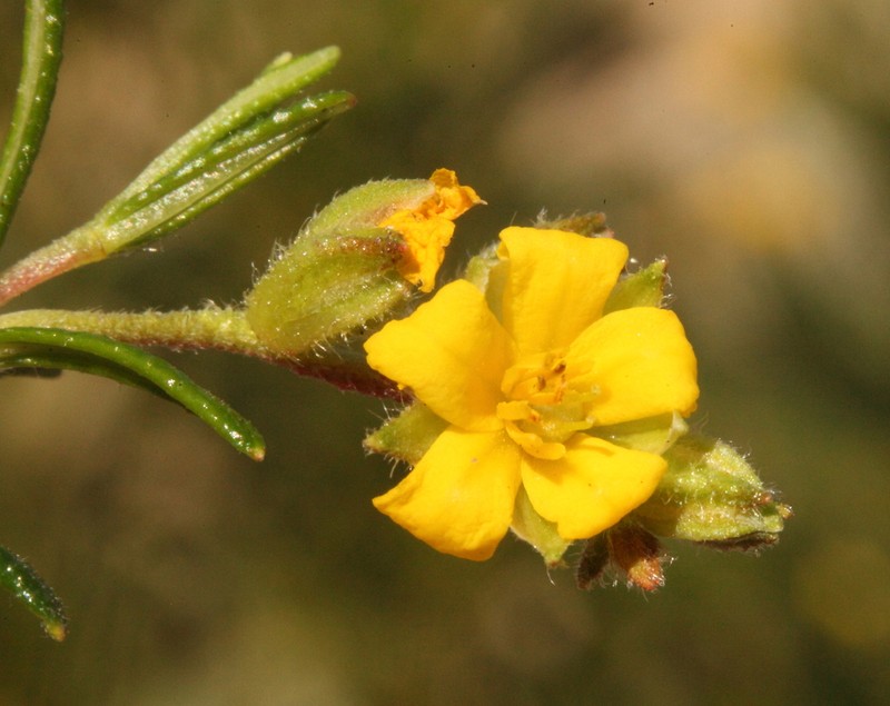 Hibbertia leptotheca photo 8