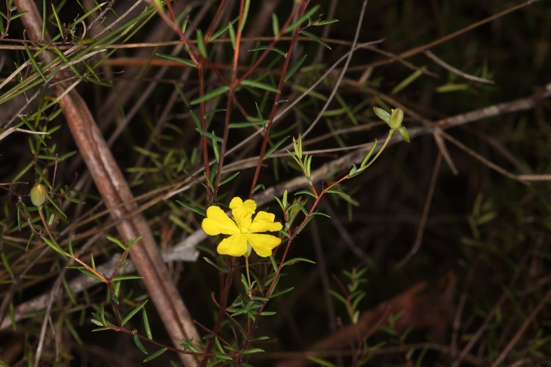 Hibbertia lignescens
