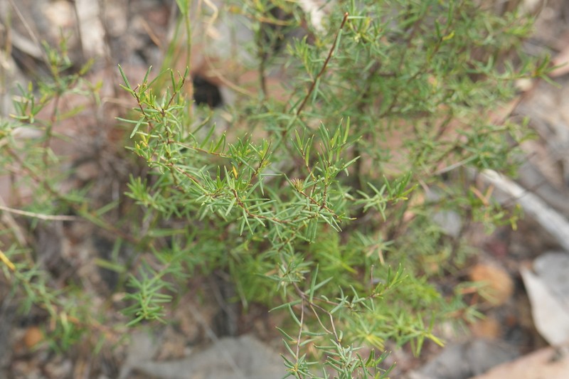 Hibbertia lignescens photo 2