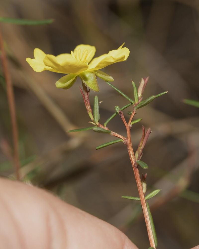 Hibbertia lignescens photo 3