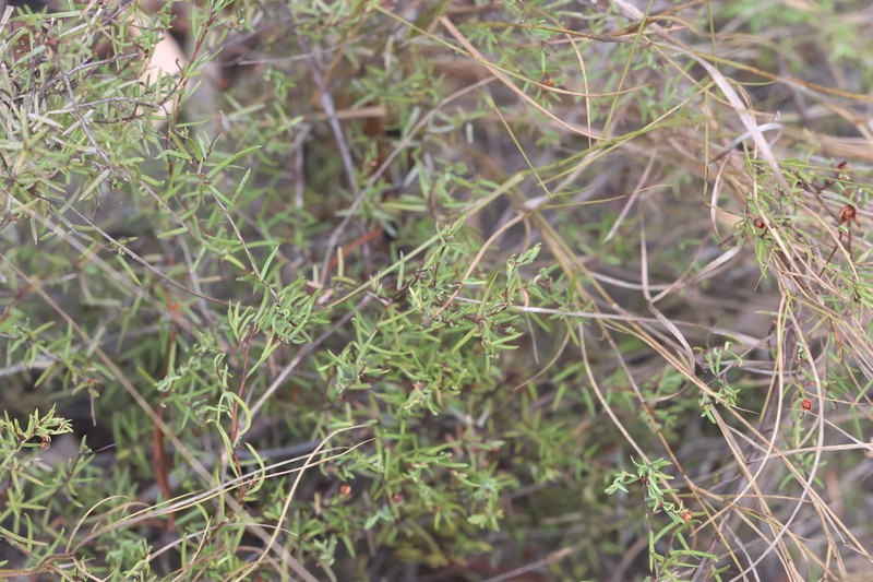 Hibbertia lignescens photo 4