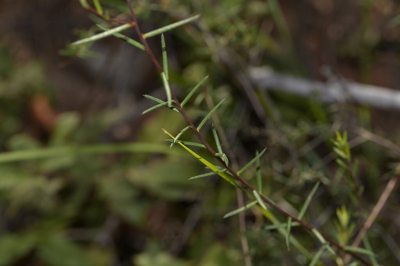 Hibbertia lignescens photo 5