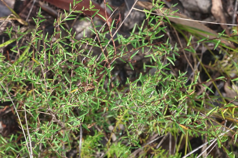 Hibbertia lignescens photo 6