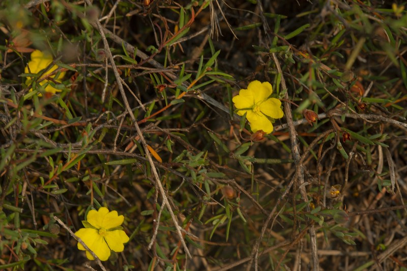 Hibbertia lignescens photo 7